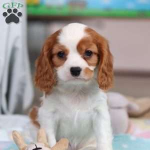 August, Cavalier King Charles Spaniel Puppy
